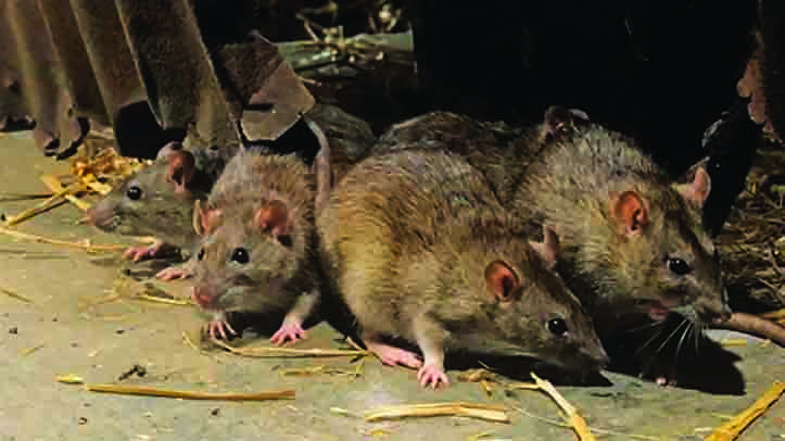 BASF launches rural rodent control training and CPD portal for UK farmers
