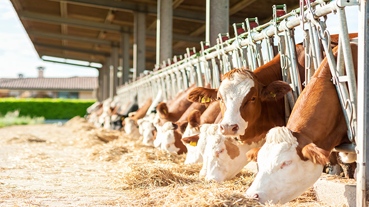 Switch dry cows and youngstock to straw-based rations to preserve forage