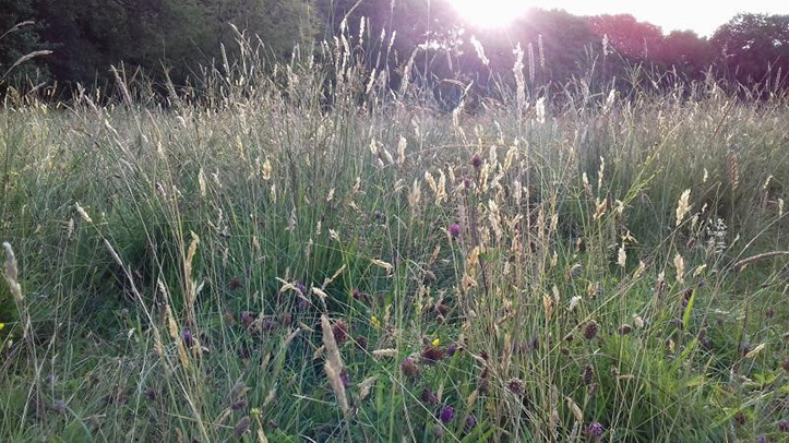 NFU responds to Government support for farmers impacted by dry weather