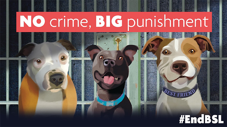 Animal welfare organisations calls for UK Government to repeal breed specific legislation (BSL)