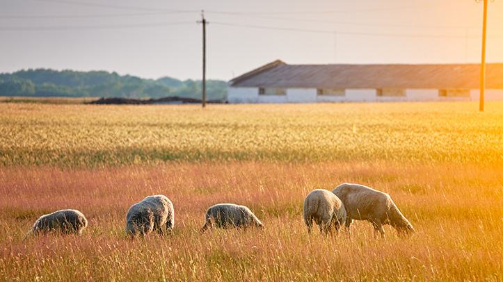 High worm egg counts in lambs shock farmers in drought-stricken areas