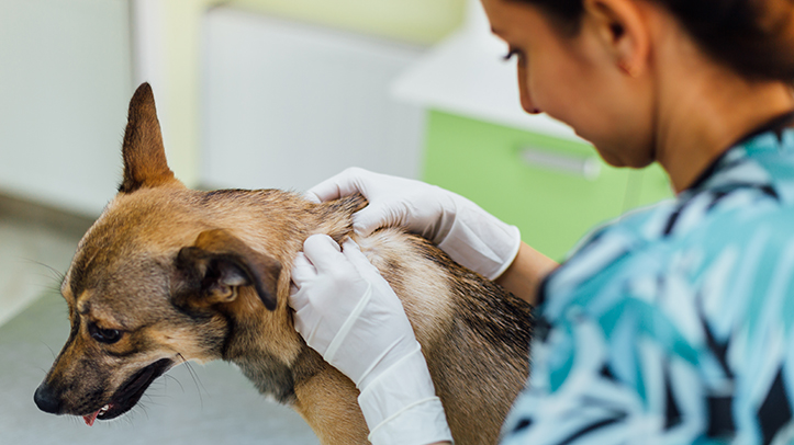 New five-point plan to help vets practise responsible use of parasiticides for dogs and cats
