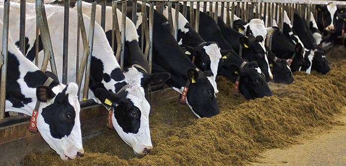 Correctly balancing rations to make the most of forage