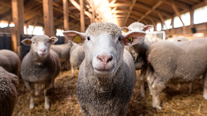 RSCPA celebrates improvements for farm animal welfare but calls for more |  OvertheCounter