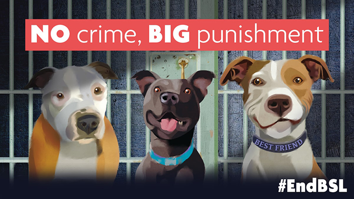 Vets and animal welfare charities challenge Mirror’s ‘dangerous dog’ campaign