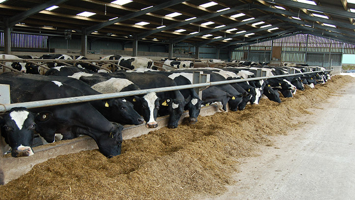 Precision feeding key to dairy margins this winter