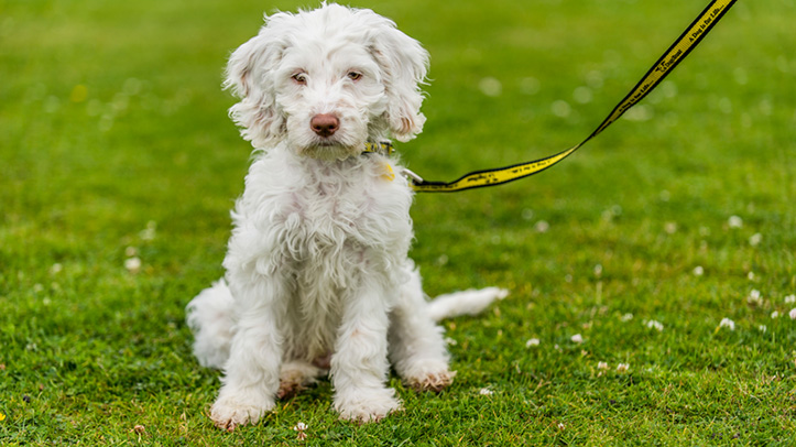 Dogs Trust says one in 10 dog owners forced into debt to cover cost of caring for their dog