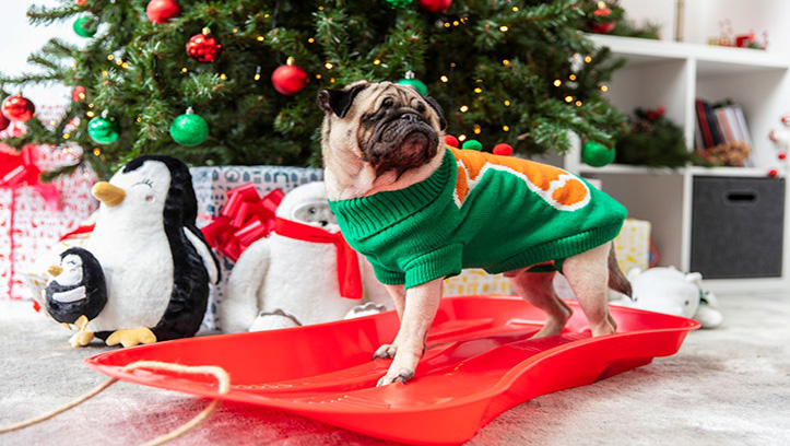 Jollyes says owners plan to protect pets from the cost-of-living crisis this Christmas