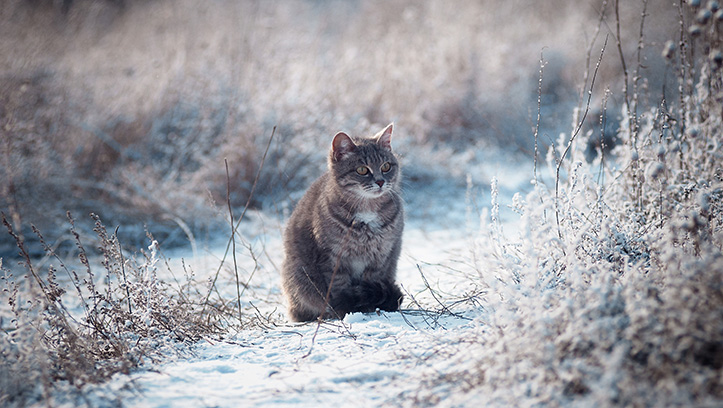 Tips to keep animals warm in cold weather
