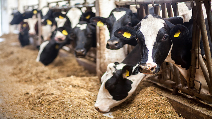 Dairy farmers encouraged to capitalise on cutting carbon