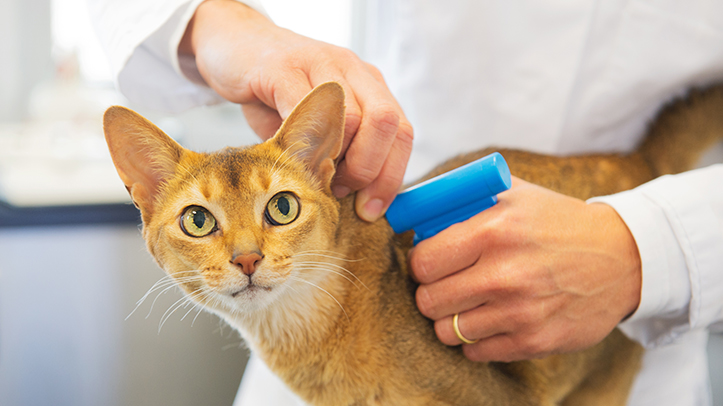 Microchipping for cats becomes compulsory