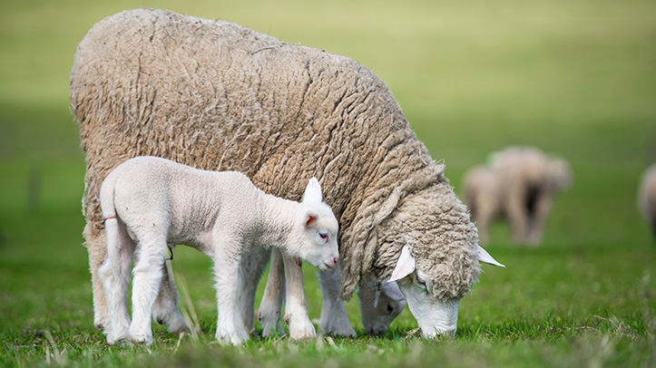 Data shows worm egg counts in lambs needed to determine timing of worm treatment