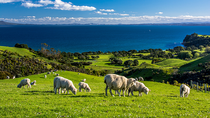 NSA calls out former Defra representative for incorrect and damaging statement on UK sheep farming