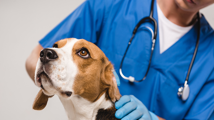 BVA says 20% of pets not receiving veterinary treatment in time due to cost-of-living crisis