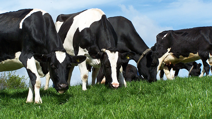 Maximise margins at turnout by grazing efficiently