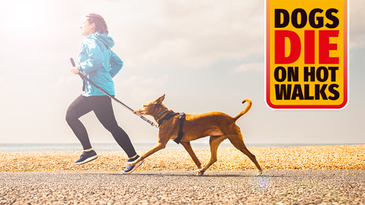 Walking dogs in hot weather could be ‘as deadly leaving them in a hot car’