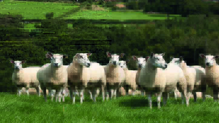 RSPCA calls for end to non-stun slaughter as numbers rise