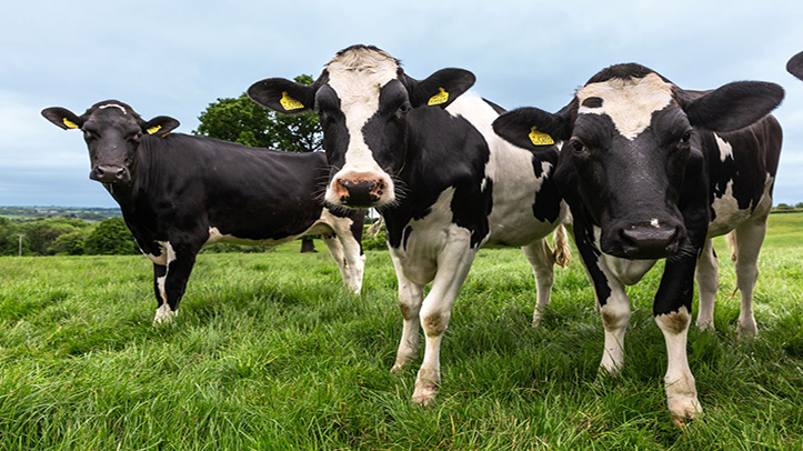 Top tips to minimise risks of heat stress in dairy herds