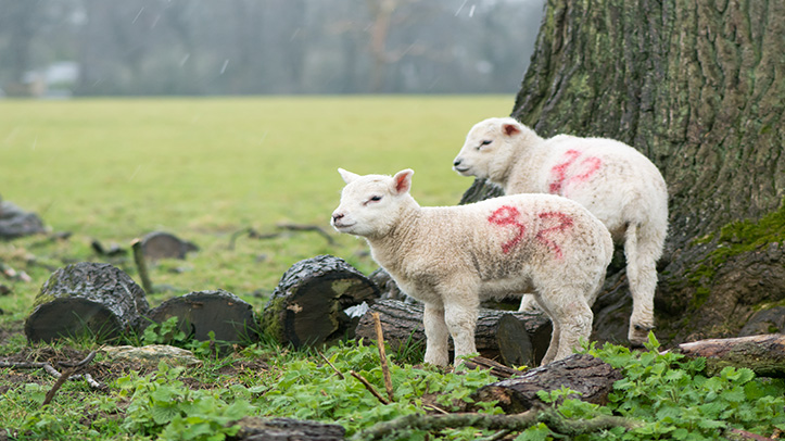 Warning that lambs face severe worm challenge as wet weather arrives