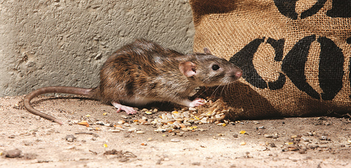 Permanent vs long-term baiting: unblurring the lines on continuous rodent control