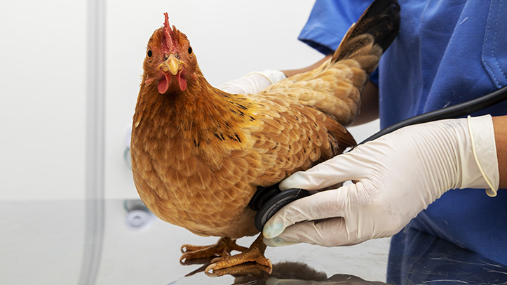 World first for pet poultry with launch of new veterinary diagnostics guide