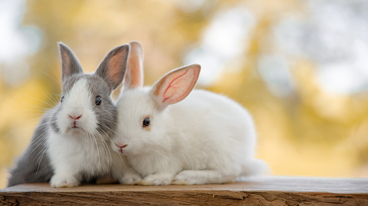 A surge in unwanted rabbits leaving RSPCA animal centres swamped