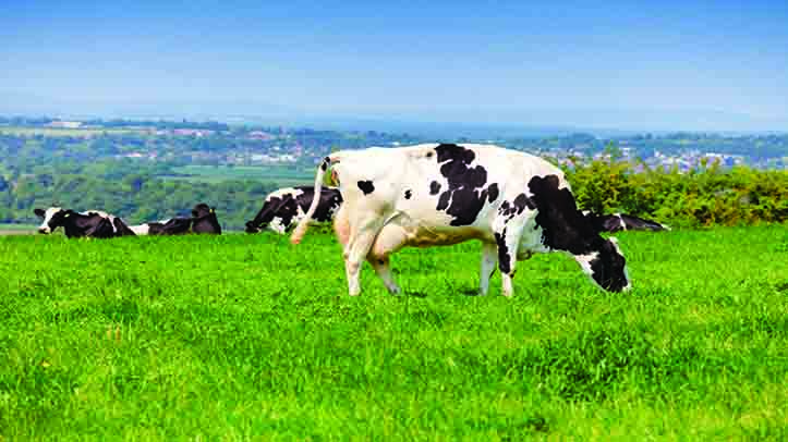 Increasing performance and profitability of livestock production