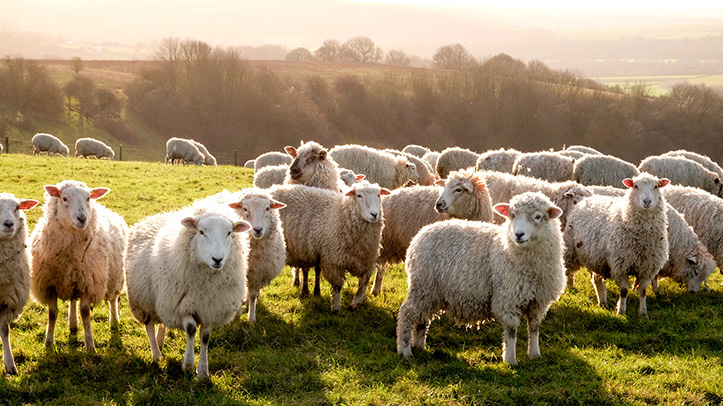 Bluetongue cases identified in Gwynedd, Wales