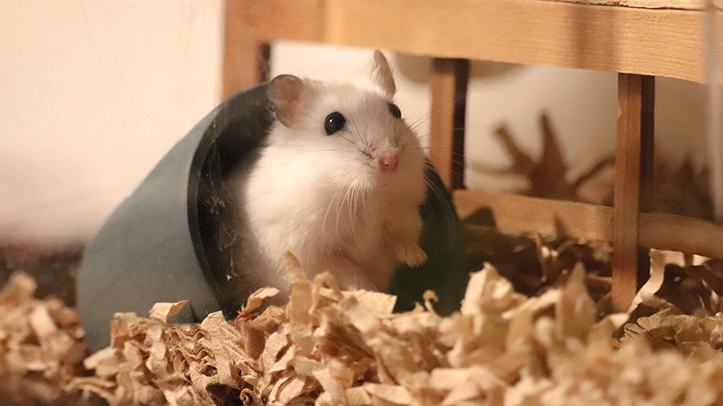 Pet owners urged to have their say in UK survey on small pets’ welfare