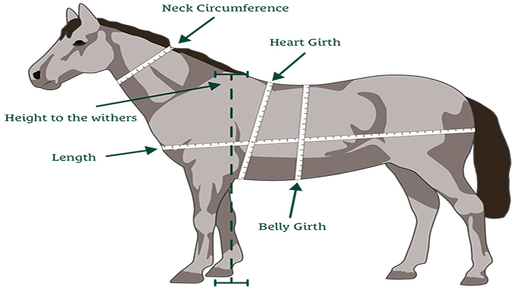 SPILLERS develops new Body Condition Index tool