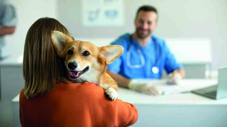 BVA calls on new Government to prioritise Veterinary Surgeons Act reform