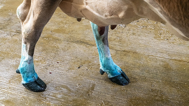 Stay a step ahead with Neogen Hoofshield Advance