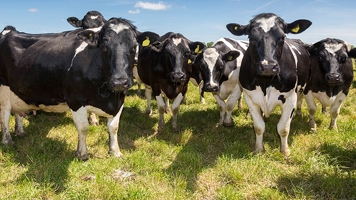 Meet pre-calving micronutrient requirements with a tailored bolus supplementation programme