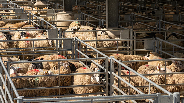 SCOPS urges sheep farmers to ‘safeguard their valuables’