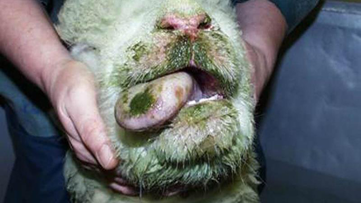 New licence available for movements out of Bluetongue Temporary Control Zones where there is a welfare need
