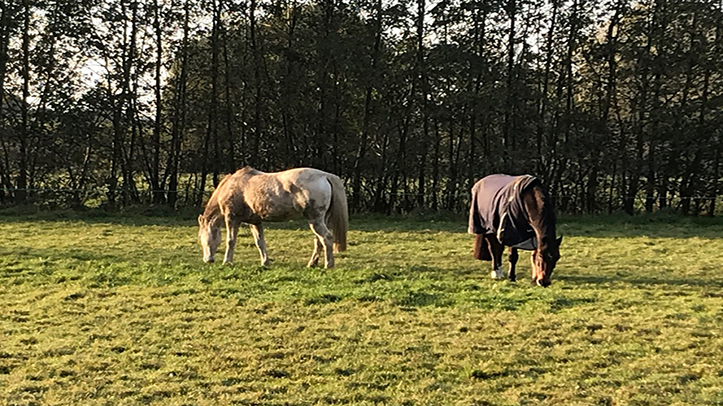 SPILLERS to offer AMTRA-accredited webinar for gastric ulcers and nutrition