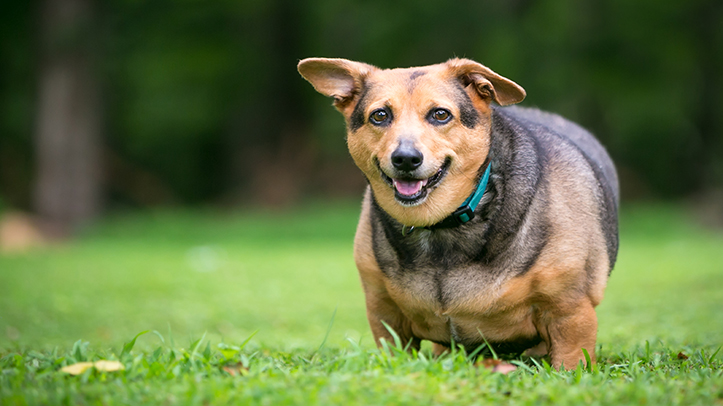 UK Pet Food Calorie Calculators are back