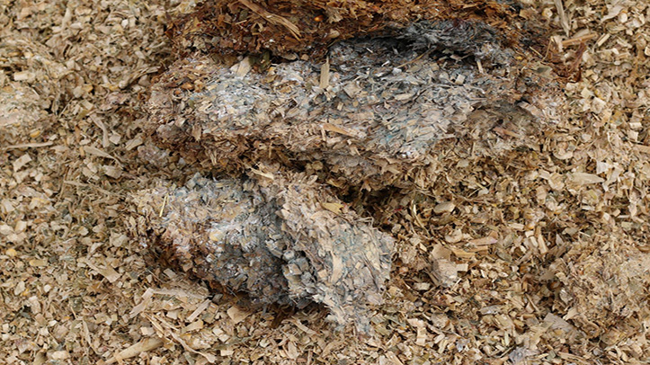 Mitigate mycotoxin risk in the dairy herd to avoid performance shortfalls