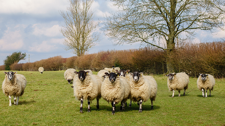 Support pre-lambing ewes with additional calcium this lambing season