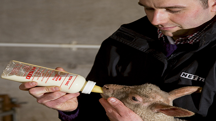 Colostrum supplementation quality and delivery matters at lambing time