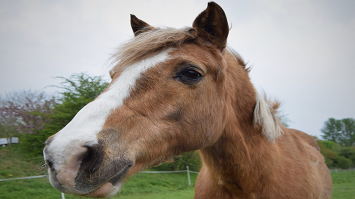 New survey aims to enhance nutrition support for senior horses