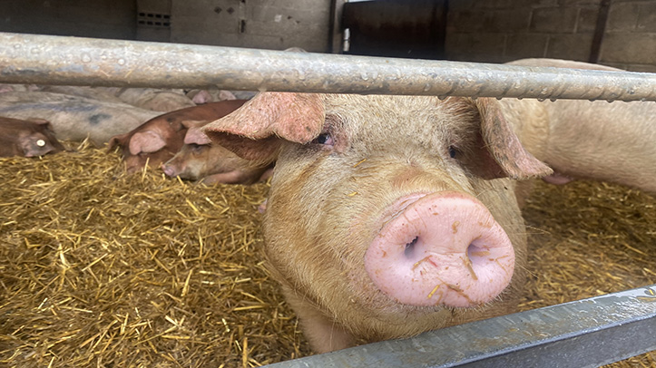 RSPCA launches ‘For Every Kind’ campaign