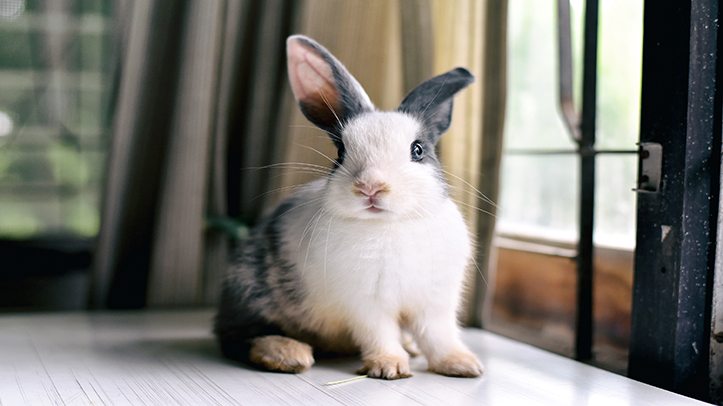 New study finds rabbit owners can recognise pain in their pets