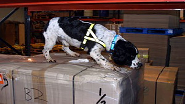 Operation Ancord – multiple seizures of veterinary products