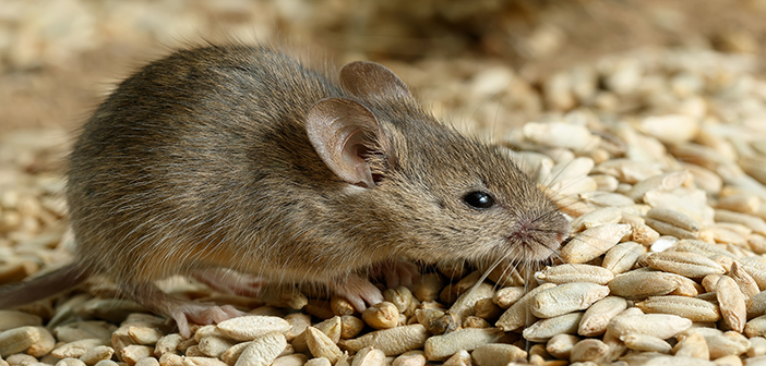 The impact of rodent behaviour on a successful baiting programme