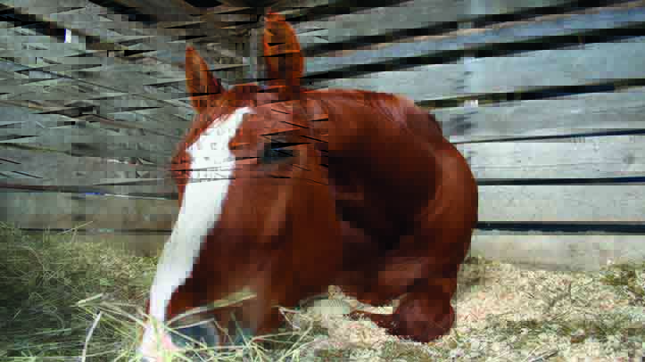 Feed manufacturer clocks up 28 published works in 16 months to help combat laminitis