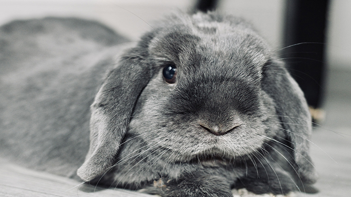 Survey highlights need for education about rabbit ear health