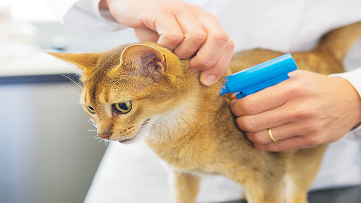 Owners who do not microchip cats face £500 fines