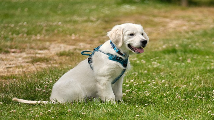 Dogs Trust calls for puppies to join groundbreaking dog welfare study as Golden Retriever becomes 9,000th pup