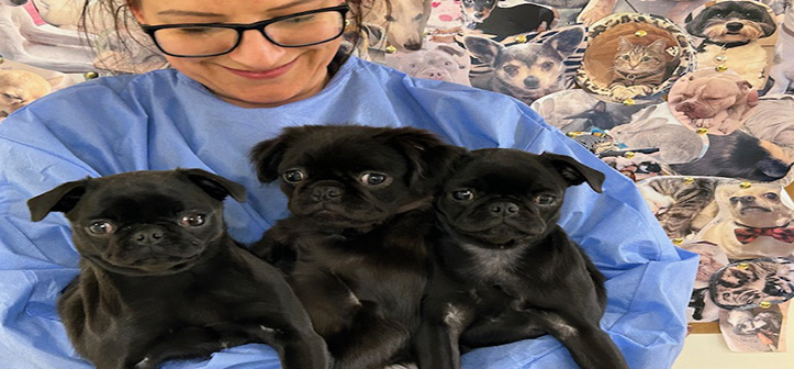 RSPCA celebrates 200th birthday during its ‘busiest week’